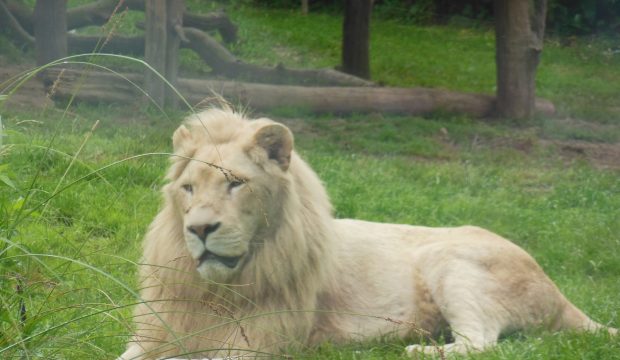 Soan a fait un séjour au Zoo de La Flèche en famille
