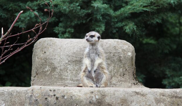Aaron a fait un séjour au zoo de Beauval