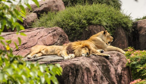 Camille a fait un séjour au Zoo de La Flèche en famille