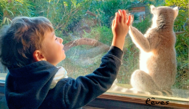 Otis  a dormi à côté des lémuriens au Zoo