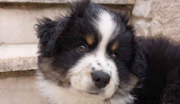 Mathis est allé chercher son chien