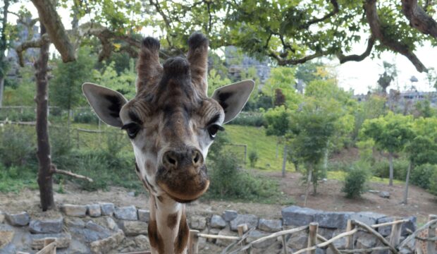Lisa a fait un séjour au Zoo Pairi Daiza en famille