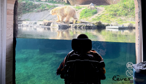 Roméo  a fait un séjour au zoo de Pairi Daiza