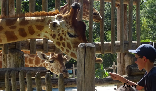 Léandre a séjourné au zoo de la Flèche