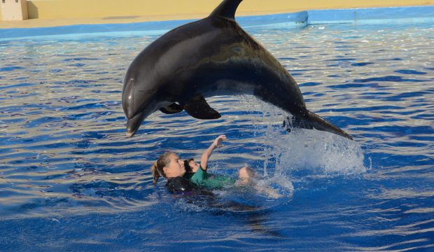 Yannis a approché et nagé avec les dauphins