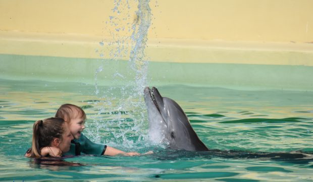 Ruby a nagé avec les dauphins à Marineland