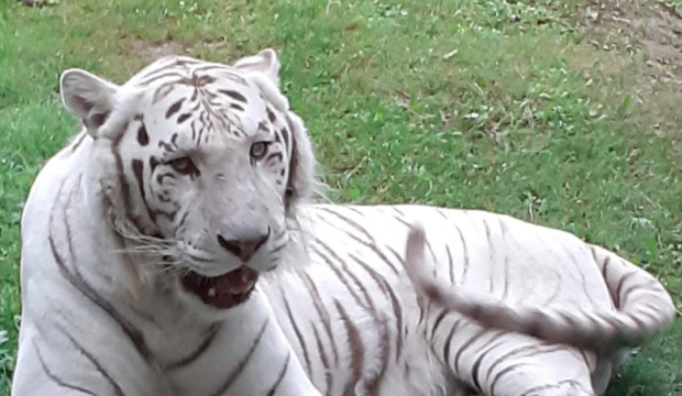 Eline a fait un séjour au Zoo de La Flèche en famille