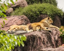 2020 Zoo De Beauval : Au Coeur De La Machine