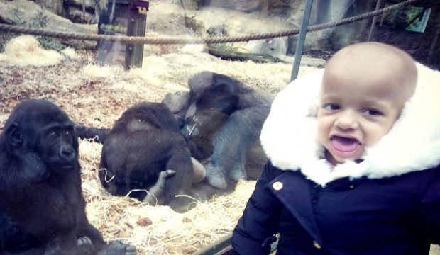 kyara a fait un séjour au zoo de Beauval