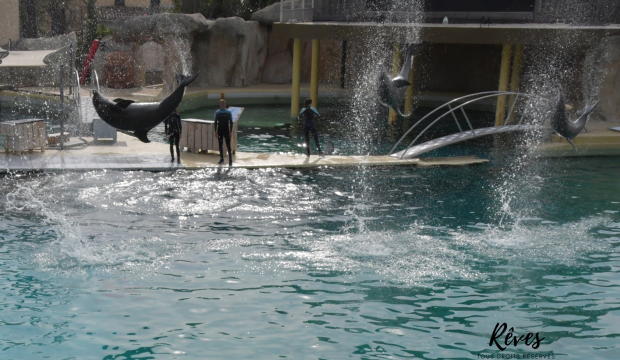 Anthéa a nagé avec les dauphins