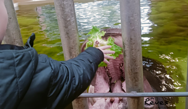 Marley  a séjourné au Zoo de Beauval