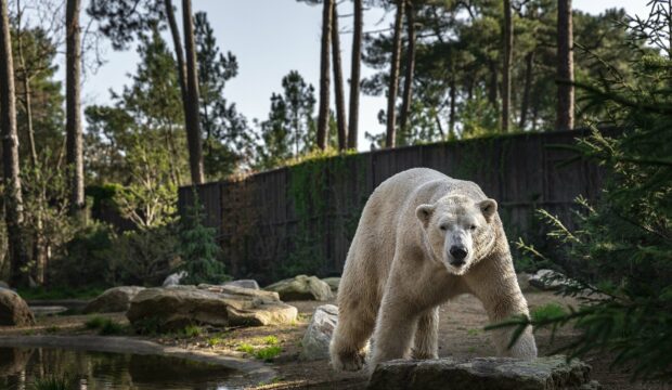 Emma a dormi avec les ours au Zoo de la Flèche