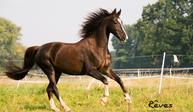 Lou a intégré sa classe de 3ème en MFR équitation